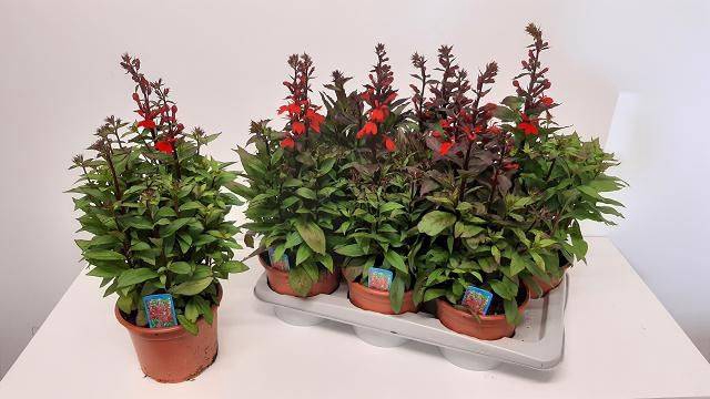 Lobelia speciosa Fan Scarlet 17Ø 48cm