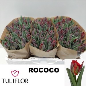 TU PA ROCOCO