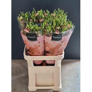 Lisianthus Bohemian choco EXTREME