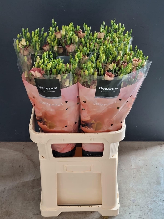 <h4>Lisianthus Bohemian choco EXTREME</h4>