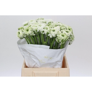 Ranunculus Pon Pon Igloo