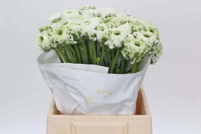 <h4>Ranunculus Pon Pon Igloo</h4>