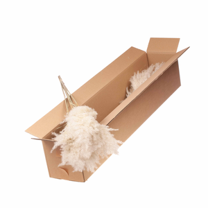 Cortaderia Plum 115cm Small 5pc Sb Natural