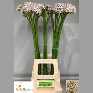 ALLIUM SILVERSPRING