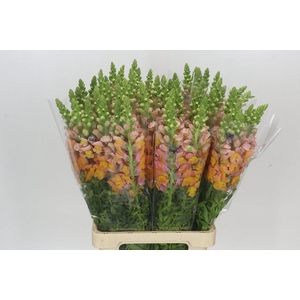 Antirrhinum Potomac Light Orange