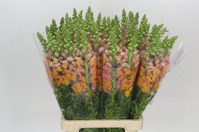 <h4>Antirrhinum Potomac Light Orange</h4>