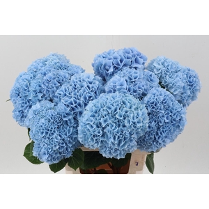 Hydr M Mag Pi Floy B