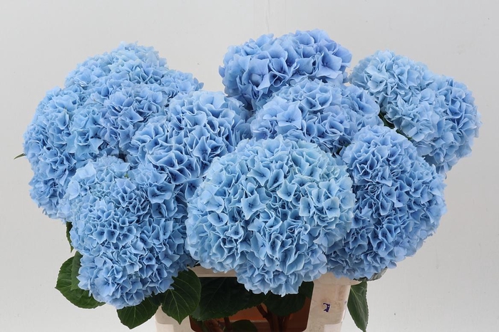 <h4>Hydr M Mag Pi Floy B</h4>