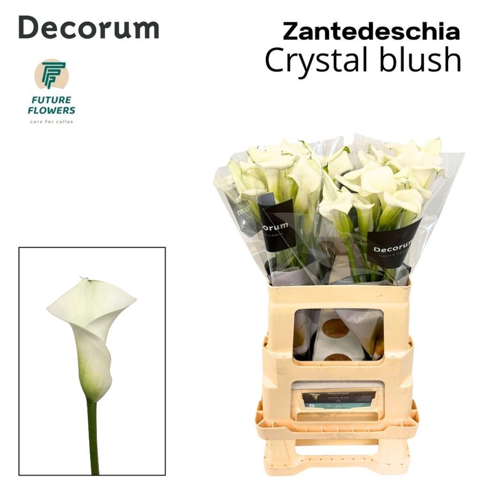 <h4>Zantedeschia crystal blush</h4>
