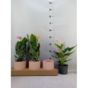 Anthurium andr. 'Joli Peach'