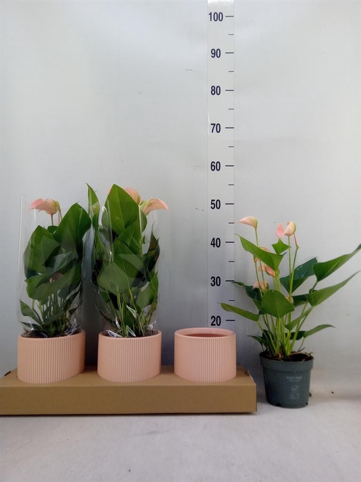 <h4>Anthurium andr. 'Joli Peach'</h4>