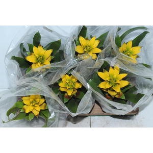 GUZMANIA AMARELA P14