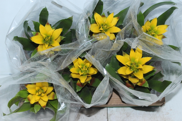 <h4>GUZMANIA AMARELA P14</h4>