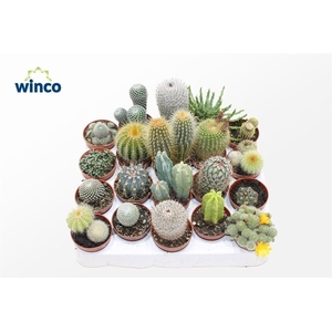CACTUS GEM