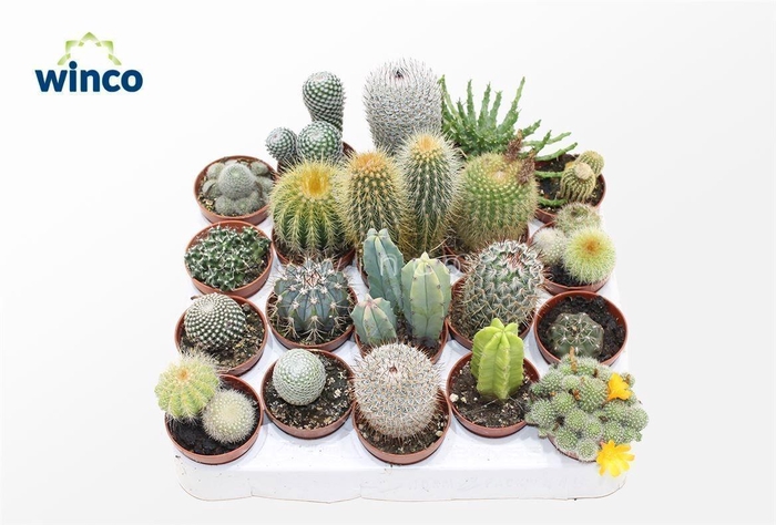<h4>CACTUS GEM</h4>
