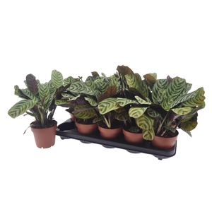 CTENANTHE BURLE-MARX