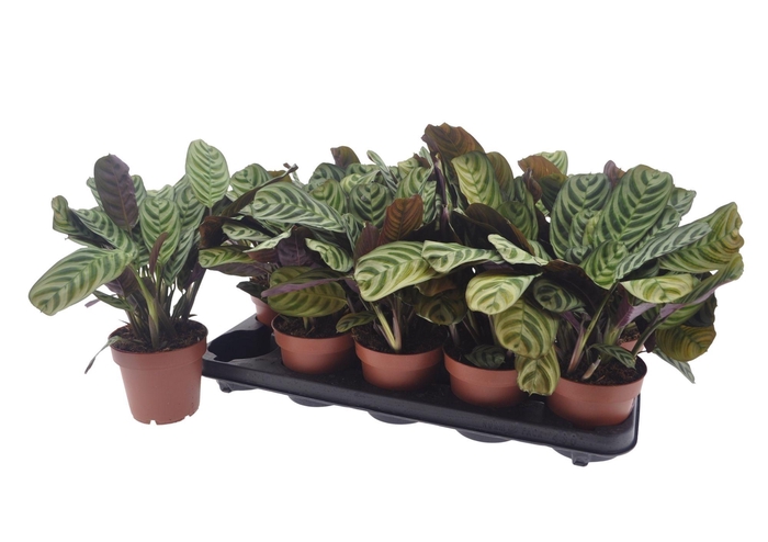 <h4>CTENANTHE BURLE-MARX</h4>