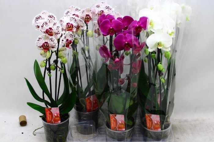 <h4>PHAL EL CASCADE</h4>