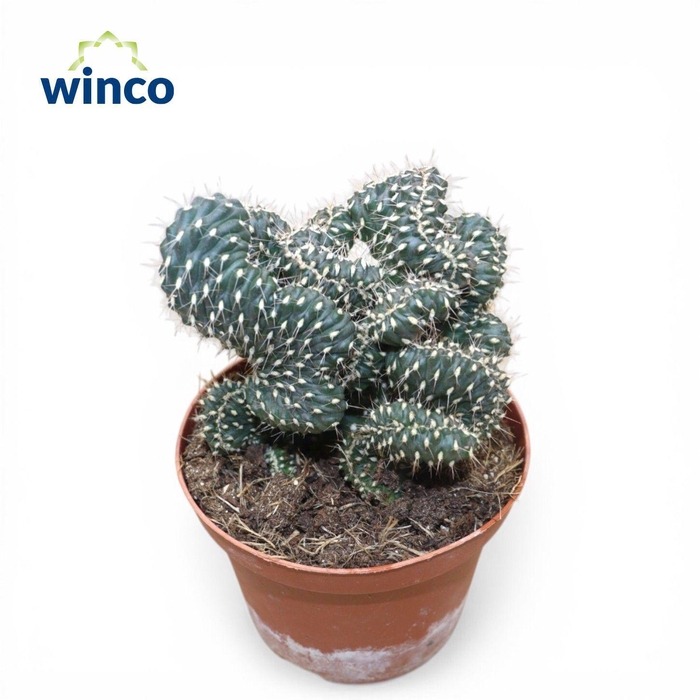 <h4>Opuntia Fulgida Cristata</h4>