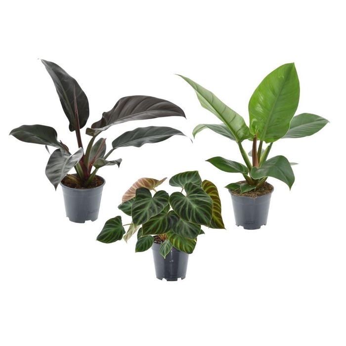 <h4>Kamerplanten gem. groen 3 soorten</h4>