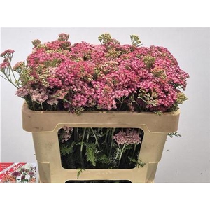 Achillea M Bianca Class