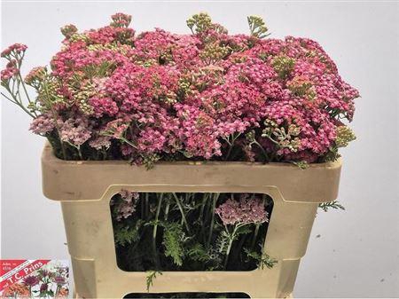 <h4>Achillea M Bianca Class</h4>