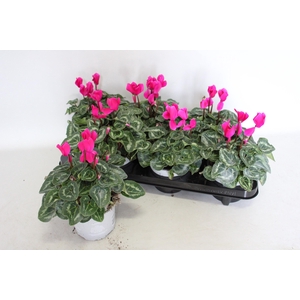 Cyclamen Super Serie XL Dark Violet