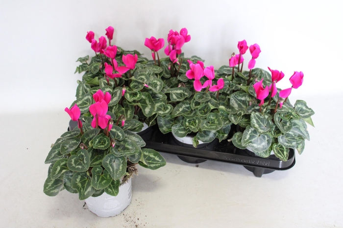 <h4>Cyclamen Super Serie XL Dark Violet</h4>