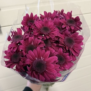 CHR T STRESA PURPLE