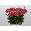 Dahlia Salmon Society