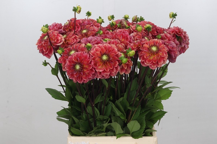 Dahlia Salmon Society