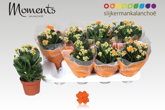 <h4>KAL GE SUMO ORANGE</h4>