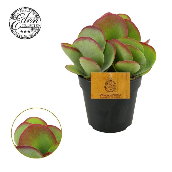 <h4>Kalanchoe Thyrsiflora 12cm</h4>