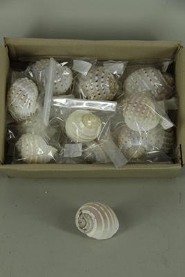 Shell Patram White