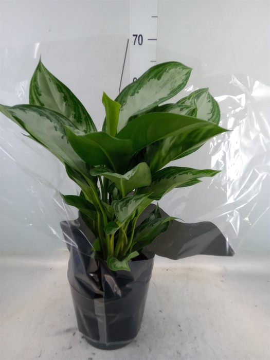 <h4>Aglaonema  'Silver Bay'</h4>