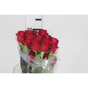 ROSA SAMOURAI 050 CM ESTUFA
