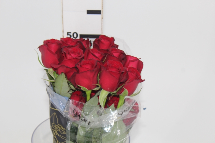 <h4>ROSA SAMOURAI 050 CM ESTUFA</h4>