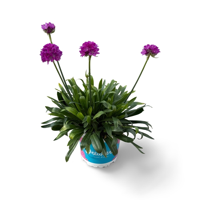 <h4>Dreameria Vivid Dream 12 CM ©</h4>