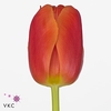 Tulipa do icoon