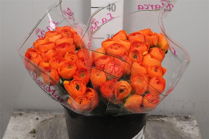 <h4>Ran Cl Su Lambada Ex</h4>