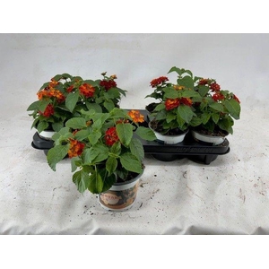 LANT C HAVANA RED