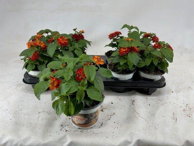 <h4>LANT C HAVANA RED</h4>