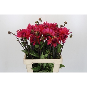 Dahlia Pink Punk