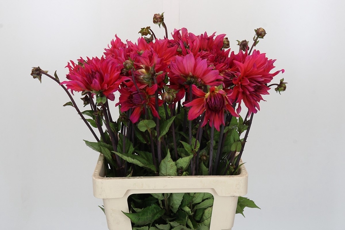<h4>Dahlia Pink Punk</h4>