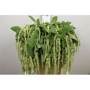Amar Ca Green Cord