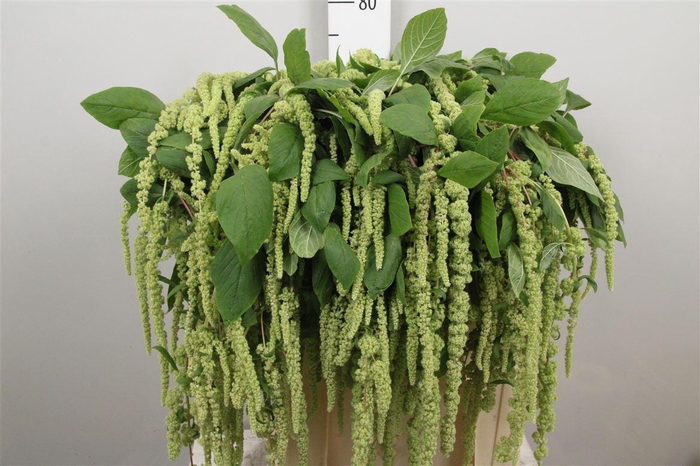 <h4>Amar Ca Green Cord</h4>