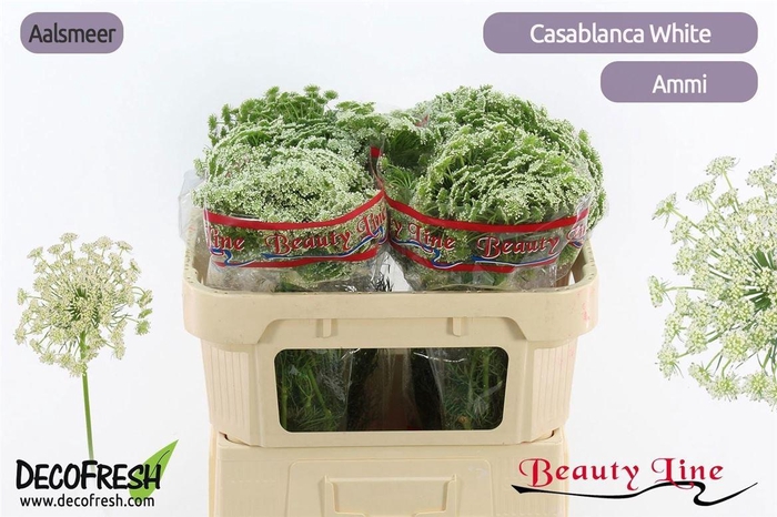 <h4>Ammi Vis Casablanca</h4>