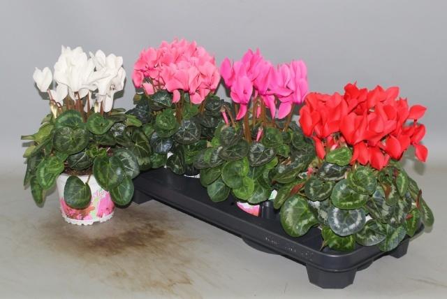 <h4>CYCL GR SUP XL</h4>