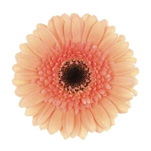 Ge Mi Cookie N Cream Bos + Hoes