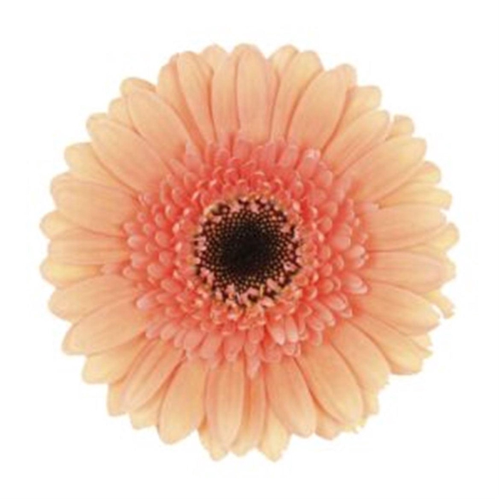 Ge Mi Cookie N Cream